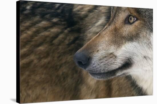 Grey Wolf (Canis Lupus) Close Up, Captive-Edwin Giesbers-Stretched Canvas