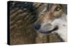 Grey Wolf (Canis Lupus) Close Up, Captive-Edwin Giesbers-Stretched Canvas