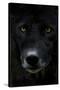 Grey Wolf (Canis Lupus) Head, Captive-Edwin Giesbers-Stretched Canvas