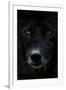 Grey Wolf (Canis Lupus) Head, Captive-Edwin Giesbers-Framed Photographic Print