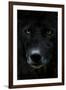 Grey Wolf (Canis Lupus) Head, Captive-Edwin Giesbers-Framed Photographic Print