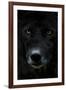 Grey Wolf (Canis Lupus) Head, Captive-Edwin Giesbers-Framed Photographic Print