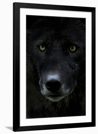 Grey Wolf (Canis Lupus) Head, Captive-Edwin Giesbers-Framed Photographic Print