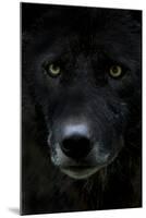 Grey Wolf (Canis Lupus) Head, Captive-Edwin Giesbers-Mounted Photographic Print