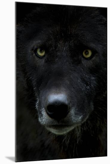 Grey Wolf (Canis Lupus) Head, Captive-Edwin Giesbers-Mounted Photographic Print