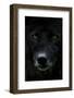 Grey Wolf (Canis Lupus) Head, Captive-Edwin Giesbers-Framed Photographic Print