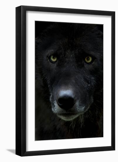 Grey Wolf (Canis Lupus) Head, Captive-Edwin Giesbers-Framed Premium Photographic Print