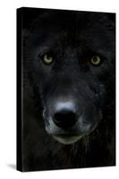 Grey Wolf (Canis Lupus) Head, Captive-Edwin Giesbers-Stretched Canvas