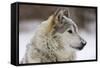 Grey Wolf (Canis lupus) head portrait of male, lying in snow, Captive-John Cancalosi-Framed Stretched Canvas