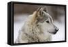 Grey Wolf (Canis lupus) head portrait of male, lying in snow, Captive-John Cancalosi-Framed Stretched Canvas