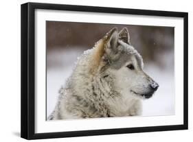 Grey Wolf (Canis lupus) head portrait of male, lying in snow, Captive-John Cancalosi-Framed Photo