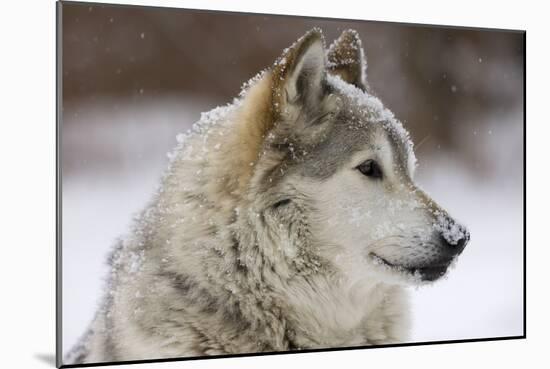 Grey Wolf (Canis lupus) head portrait of male, lying in snow, Captive-John Cancalosi-Mounted Photo