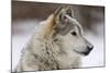 Grey Wolf (Canis lupus) head portrait of male, lying in snow, Captive-John Cancalosi-Mounted Photo