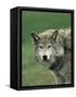 Grey Wolf, Canis Lupus, in Captivity, United Kingdom, Europe-Ann & Steve Toon-Framed Stretched Canvas