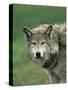 Grey Wolf, Canis Lupus, in Captivity, United Kingdom, Europe-Ann & Steve Toon-Stretched Canvas