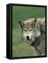 Grey Wolf, Canis Lupus, in Captivity, United Kingdom, Europe-Ann & Steve Toon-Framed Stretched Canvas