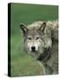 Grey Wolf, Canis Lupus, in Captivity, United Kingdom, Europe-Ann & Steve Toon-Stretched Canvas