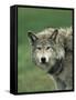 Grey Wolf, Canis Lupus, in Captivity, United Kingdom, Europe-Ann & Steve Toon-Framed Stretched Canvas