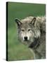 Grey Wolf, Canis Lupus, in Captivity, United Kingdom, Europe-Ann & Steve Toon-Stretched Canvas