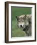 Grey Wolf, Canis Lupus, in Captivity, United Kingdom, Europe-Ann & Steve Toon-Framed Photographic Print