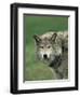 Grey Wolf, Canis Lupus, in Captivity, United Kingdom, Europe-Ann & Steve Toon-Framed Photographic Print