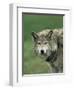 Grey Wolf, Canis Lupus, in Captivity, United Kingdom, Europe-Ann & Steve Toon-Framed Photographic Print