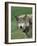 Grey Wolf, Canis Lupus, in Captivity, United Kingdom, Europe-Ann & Steve Toon-Framed Photographic Print