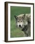 Grey Wolf, Canis Lupus, in Captivity, United Kingdom, Europe-Ann & Steve Toon-Framed Photographic Print