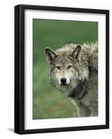 Grey Wolf, Canis Lupus, in Captivity, United Kingdom, Europe-Ann & Steve Toon-Framed Photographic Print