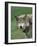 Grey Wolf, Canis Lupus, in Captivity, United Kingdom, Europe-Ann & Steve Toon-Framed Photographic Print