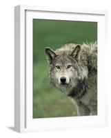 Grey Wolf, Canis Lupus, in Captivity, United Kingdom, Europe-Ann & Steve Toon-Framed Photographic Print