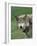 Grey Wolf, Canis Lupus, in Captivity, United Kingdom, Europe-Ann & Steve Toon-Framed Photographic Print