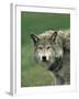 Grey Wolf, Canis Lupus, in Captivity, United Kingdom, Europe-Ann & Steve Toon-Framed Photographic Print