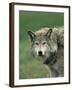 Grey Wolf, Canis Lupus, in Captivity, United Kingdom, Europe-Ann & Steve Toon-Framed Photographic Print