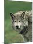 Grey Wolf, Canis Lupus, in Captivity, United Kingdom, Europe-Ann & Steve Toon-Mounted Photographic Print