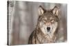 Grey Wolf (Canis Lupus) Portrait - Captive Animal-Holly Kuchera-Stretched Canvas