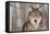 Grey Wolf (Canis Lupus) Portrait - Captive Animal-Holly Kuchera-Framed Stretched Canvas