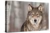 Grey Wolf (Canis Lupus) Portrait - Captive Animal-Holly Kuchera-Stretched Canvas