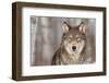Grey Wolf (Canis Lupus) Portrait - Captive Animal-Holly Kuchera-Framed Photographic Print