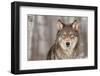 Grey Wolf (Canis Lupus) Portrait - Captive Animal-Holly Kuchera-Framed Photographic Print