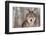 Grey Wolf (Canis Lupus) Portrait - Captive Animal-Holly Kuchera-Framed Photographic Print