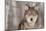 Grey Wolf (Canis Lupus) Portrait - Captive Animal-Holly Kuchera-Mounted Photographic Print