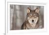 Grey Wolf (Canis Lupus) Portrait - Captive Animal-Holly Kuchera-Framed Photographic Print