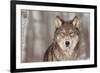 Grey Wolf (Canis Lupus) Portrait - Captive Animal-Holly Kuchera-Framed Photographic Print