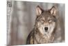 Grey Wolf (Canis Lupus) Portrait - Captive Animal-Holly Kuchera-Mounted Photographic Print