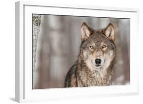 Grey Wolf (Canis Lupus) Portrait - Captive Animal-Holly Kuchera-Framed Photographic Print