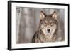 Grey Wolf (Canis Lupus) Portrait - Captive Animal-Holly Kuchera-Framed Photographic Print