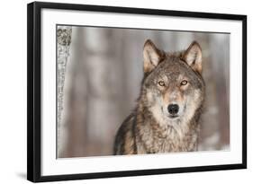 Grey Wolf (Canis Lupus) Portrait - Captive Animal-Holly Kuchera-Framed Photographic Print