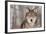 Grey Wolf (Canis Lupus) Portrait - Captive Animal-Holly Kuchera-Framed Photographic Print