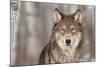 Grey Wolf (Canis Lupus) Portrait - Captive Animal-Holly Kuchera-Mounted Photographic Print